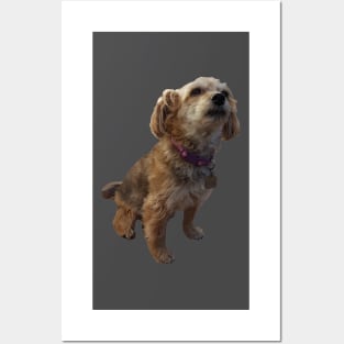 Brandy the Yorkie Posters and Art